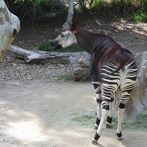 Okapi