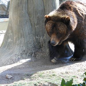 Bronx Zoo- Big Bears- Grizzly Bear Lumbering Around Its Exhibit