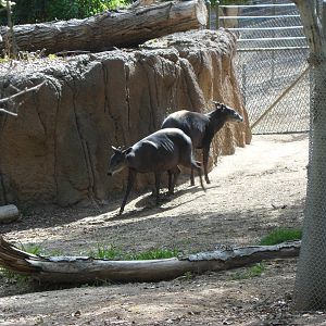 Yellow Backed Duiker
