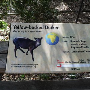 Yellow Backed Duiker Sign