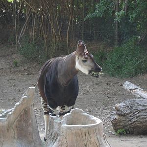 Okapi