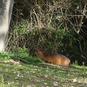 Red-Flanked Duiker