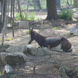 Bontebok