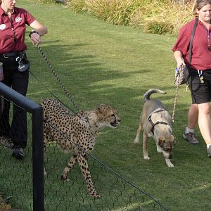 After the Cheetah Run