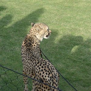 After the Cheetah Run