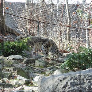 Bronx Zoo- Himalayan Highlands- Snow Leopard on the Prowl