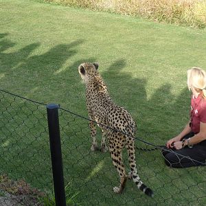 Cheetah