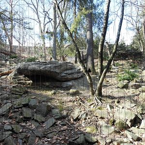 Bronx Zoo- Himalayan Highlands- Snow Leopard Exhibit 1