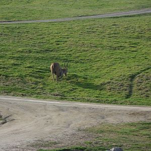 Patterson's Eland