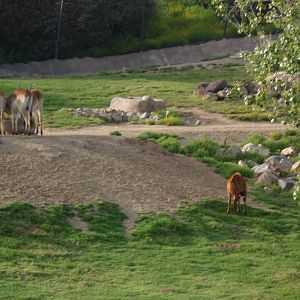 Zambezi Lechwe and Baby Bongo