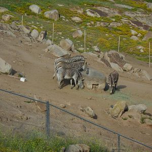 Grevy's Zebra