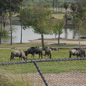 Wildebeast (Grant's Gazelle and Pelicans in the background)