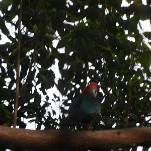 Red-Crested Turaco
