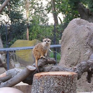 Meerkat