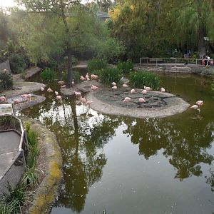 Congo Fishing Village Chilean Flamingo