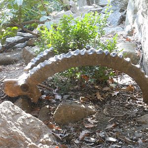 Bronx Zoo- Himalayan Highlands- Ibex Skull