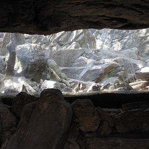 Bronx Zoo- Himalayan Highlands- Glass-fronted Exhibit