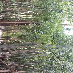 Bronx Zoo- Himalayan Highlands- Bamboo