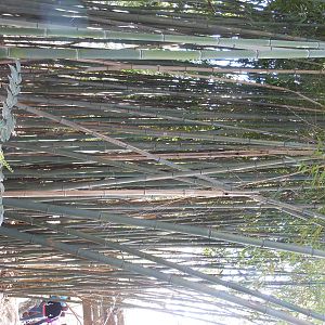 Bronx Zoo- Himalayan Highlands- Bamboo 2