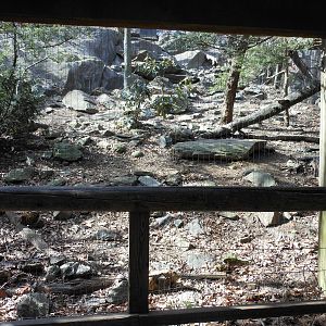 Bronx Zoo- Himalayan Highlands- Part 1 of Second Snow Leopard Exhibit