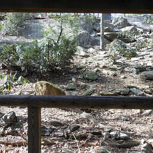 Bronx Zoo- Himalayan Highlands- Part 2 of Second Snow Leopard Exhibit