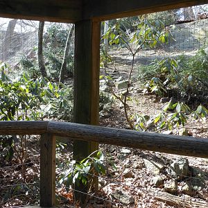 Bronx Zoo- Himalayan Highlands- Part 3 of Second Snow Leopard Exhibit