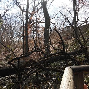 Bronx Zoo- Himalayan Highlands- Climbing Branches in Red Panda Exhibit