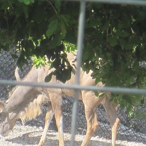 African Oasis- Greater Kudu