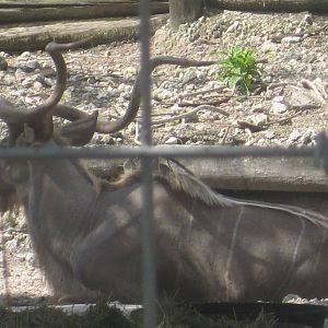 African Oasis- Greater Kudu