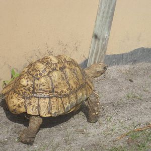 African Oasis- Leopard Tortoise