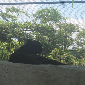Leopard Rock- Black Leopard
