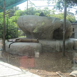 Leopard Rock- Leopard Exhibit