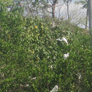 Alligator Bay- Great Egrets