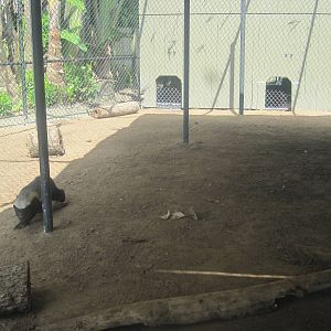 Part of Honey Badger Exhibit