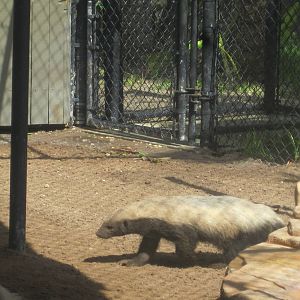 Honey Badger Near Pool