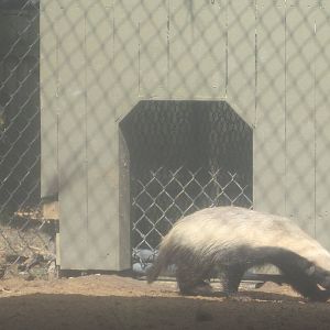 Honey Badger Walking Around