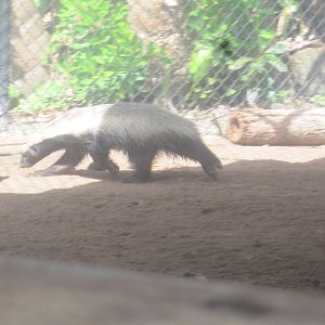 Honey Badger Running
