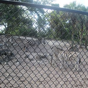 Damara and Grant's Zebras