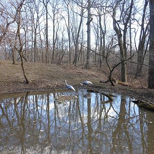 Bronx Zoo- Himalayan Highlands- Part 2 of White-naped Crane Exhibit