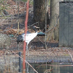 Bronx Zoo- Northern Ponds- Black-necked Crane