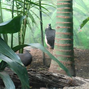 Bronx Zoo- World of Birds- Maleo