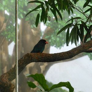Bronx Zoo- World of Birds- Dollarbird