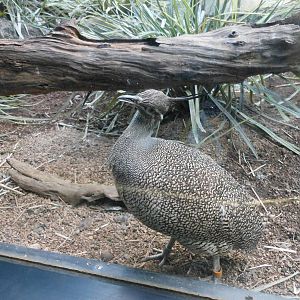 Bronx Zoo- World of Birds- Elegant Crested Tinamou