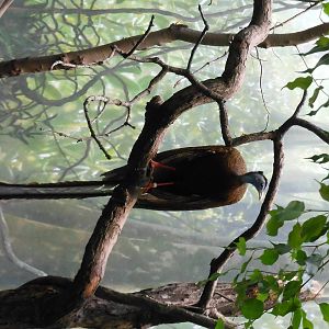 Bronx Zoo- World of Birds- Great Argus Pheasant