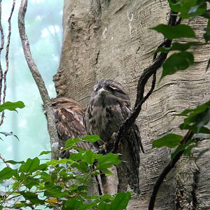 Bronx Zoo- World of Birds- Pair of Tawny Frogmouths Resting