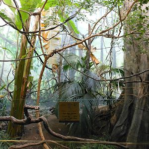 Bronx Zoo- World of Birds- Mixed Forest Exhibit