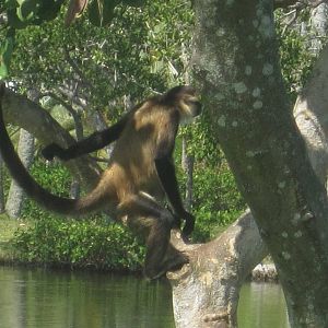 Primate Expedition Cruise- Spider Monkey