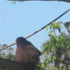 Primate Expedition Cruise- Spider Monkey