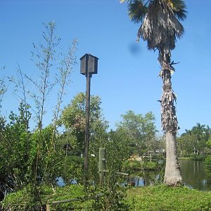 Primate Expedition Cruise- Bat House