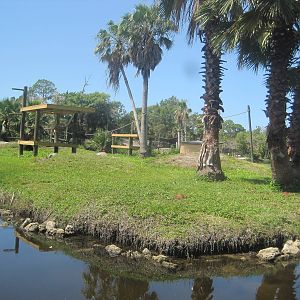 Primate Expedition Cruise- Spider Monkey Island 2